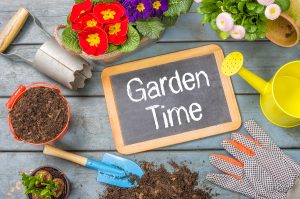 How to prepare a home garden in Olympia, WA