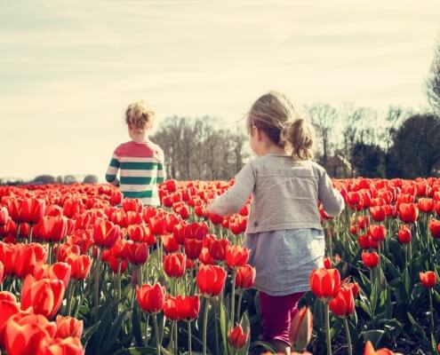 Two children playing in a tulip field