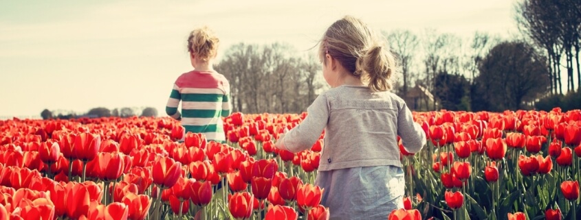 Two children playing in a tulip field